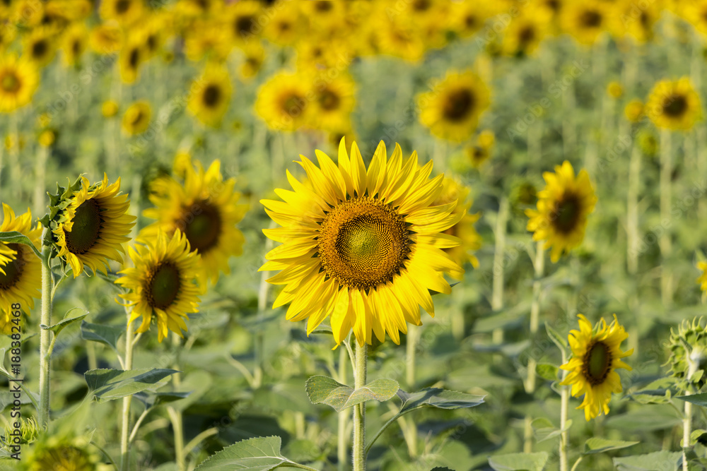 Field of sunflowers with the bright sunlight.