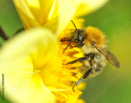 Hardworking bee harvesting nectar. © Yevgeniy