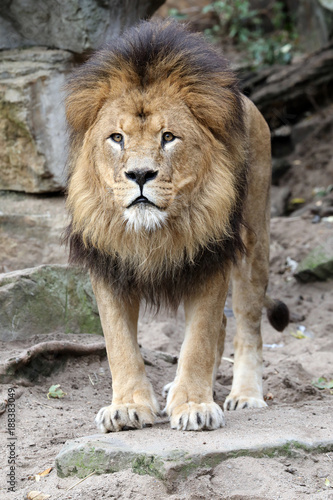 Fototapeta Naklejka Na Ścianę i Meble -  Male lion portrait