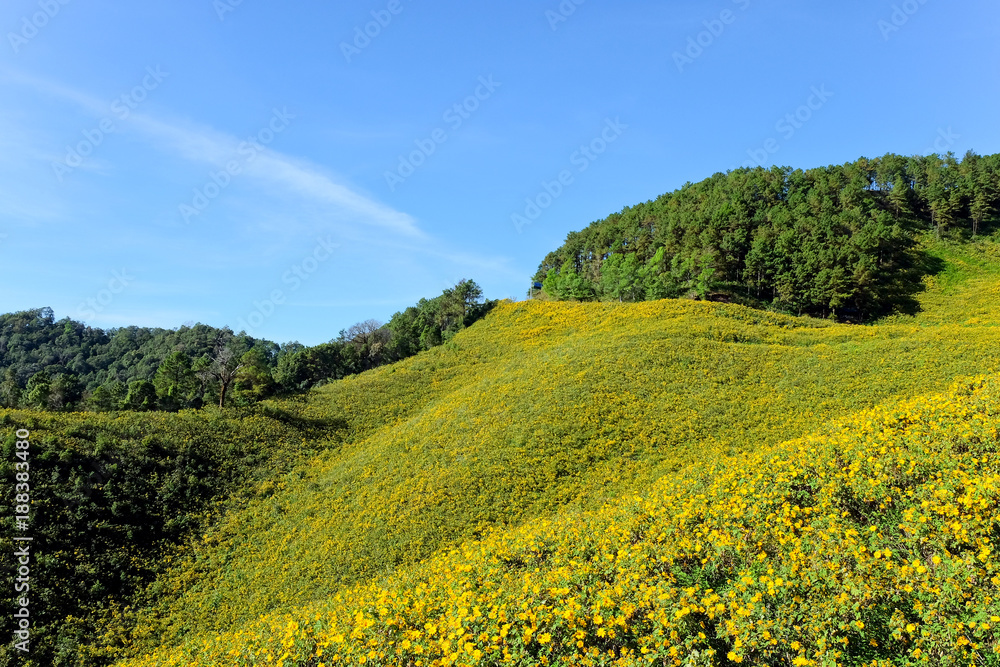 Thung Bua Tong flowers Doi Mae Yuam, Tree Marigold will bloom simultaneously. During November to December every year, Mae Hong Son Province, Thailand