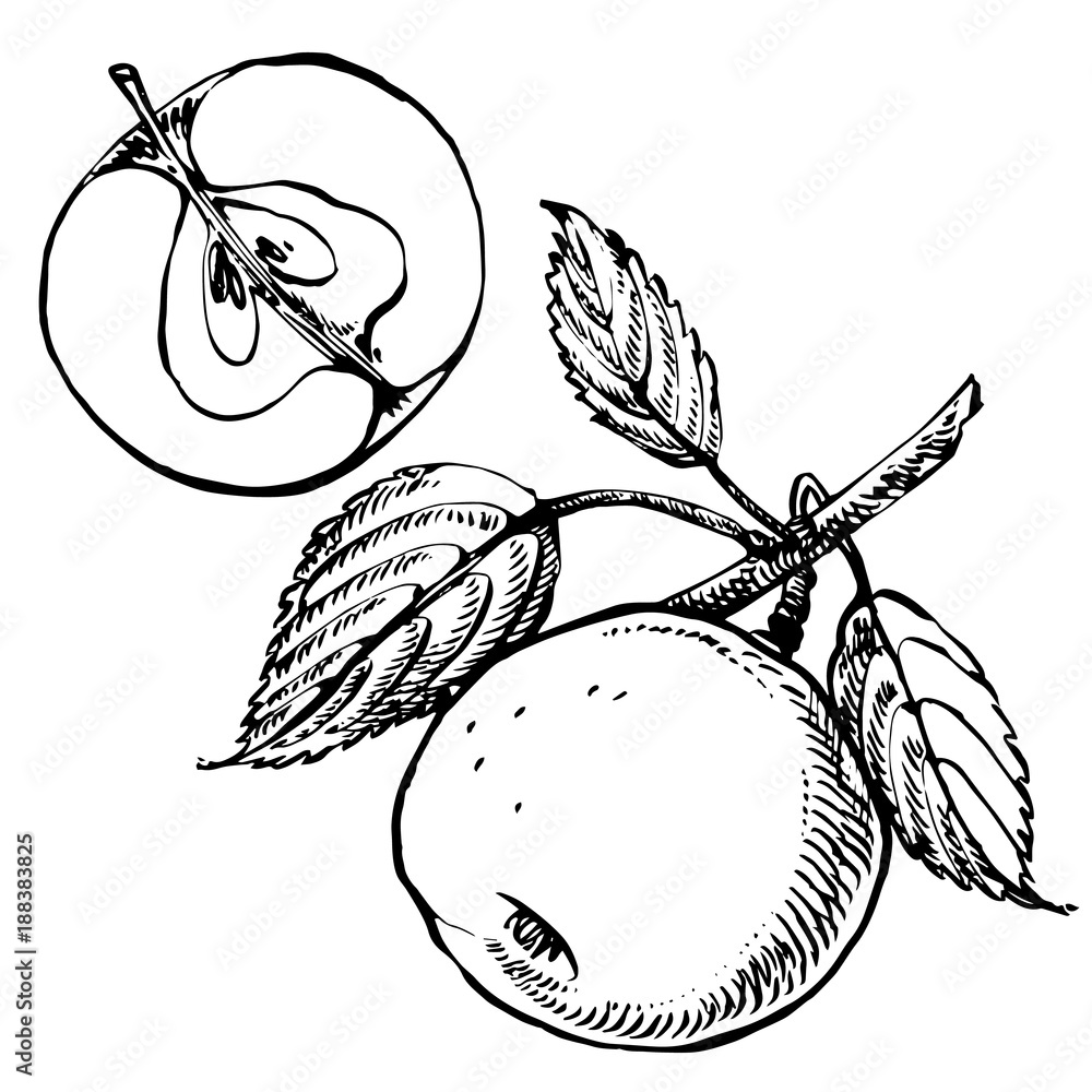 Collection of hand drawn apples. Illustrations in engraved style.