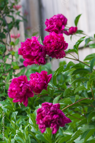 Wallpaper Mural Fushia Peony Torontodigital.ca