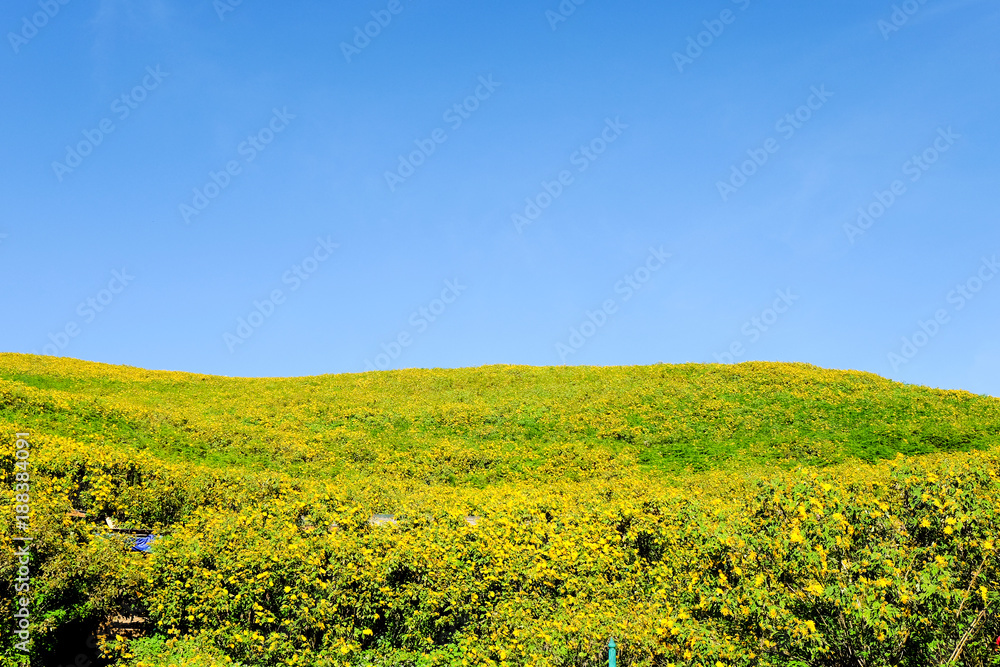 Thung Bua Tong flowers Doi Mae Yuam, Tree Marigold will bloom simultaneously. During November to December every year, Mae Hong Son Province, Thailand