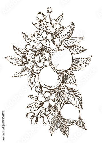 Hand drawn patterns with textured apple illustration. Vintage botanical hand drawn illustration. Spring flowers of apple tree.