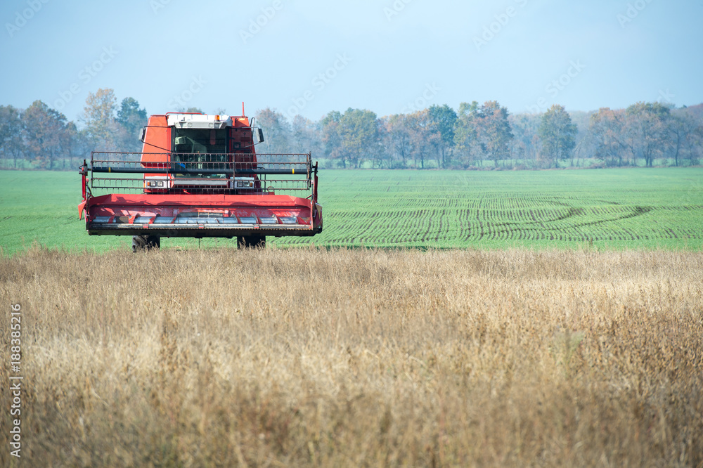Obraz premium Farmer harvester harvesting a field of soybean