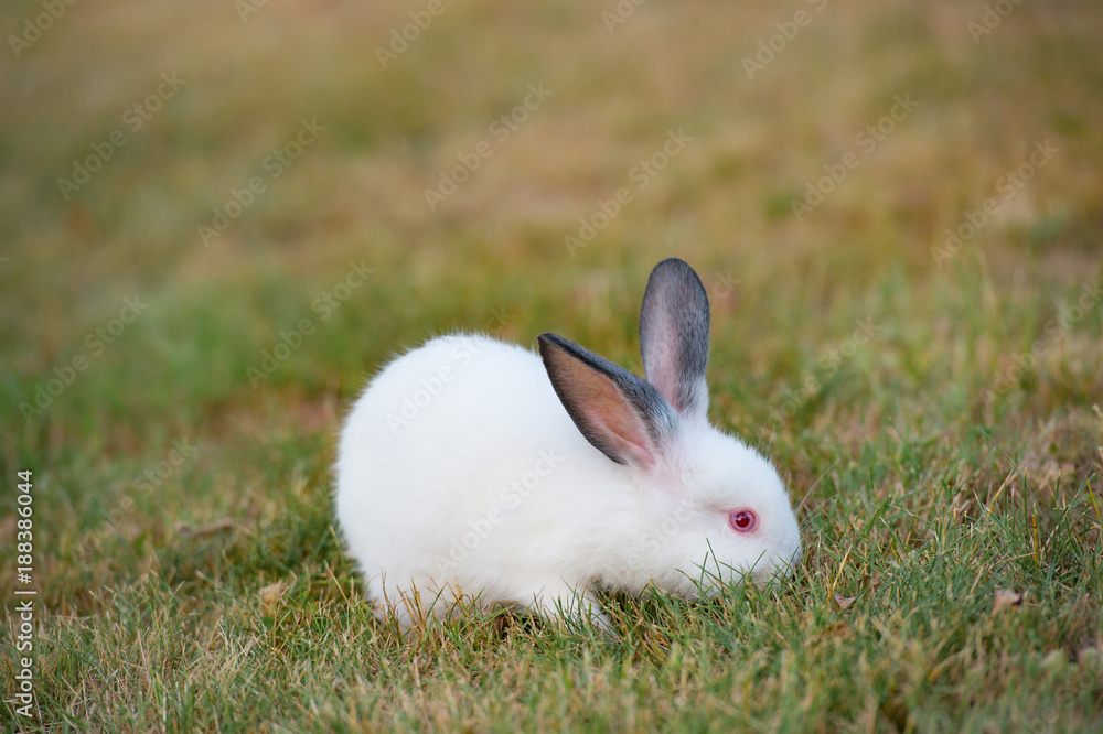 Cute little fluffy rabbit with red eyes and black ears on green grass