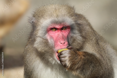 Japanese macaque © Edwin Butter