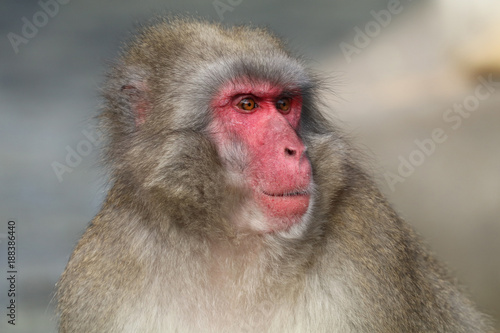 Billede på lærred Japanese macaque