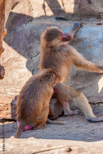 Baboons or Papio hamadryas take care of each other