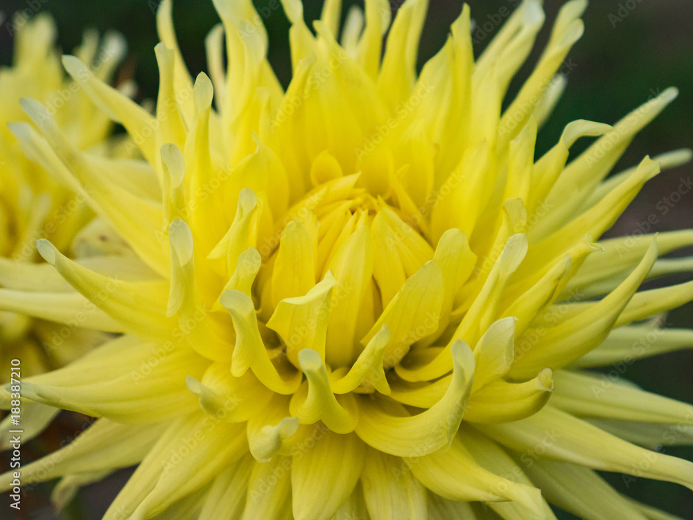 Yellow dahlia flower close-up against green leaves in a park Yellow dahlia flower close-up against green leaves in a park