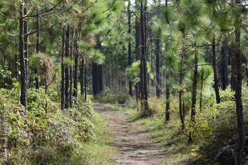 Fototapeta Naklejka Na Ścianę i Meble -  There are many pine in forest