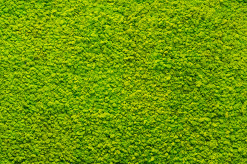 green moss texture, background