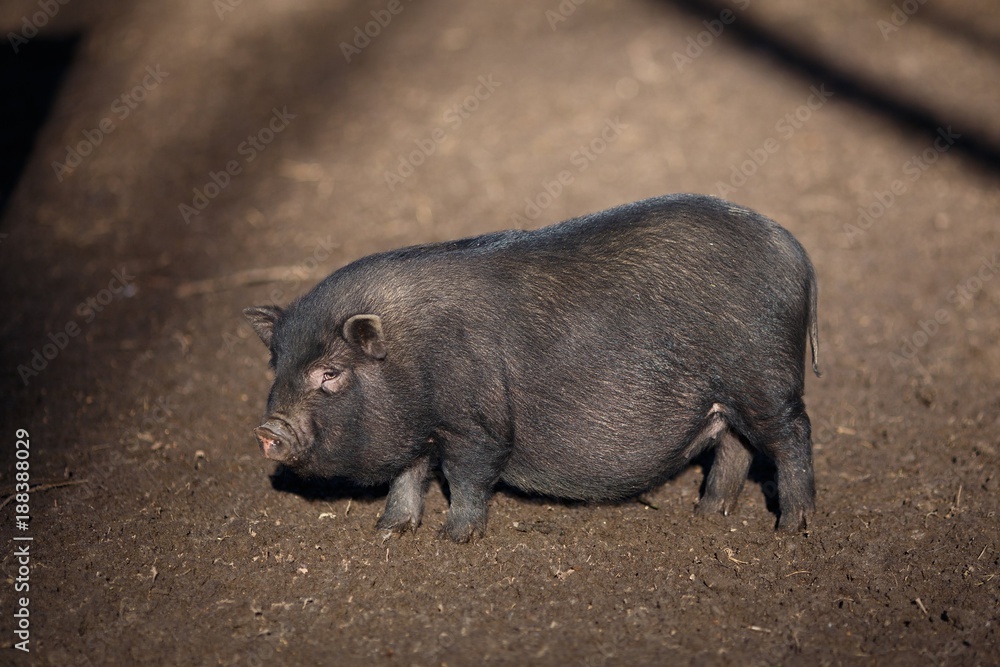 Black Vietnamese pig on the farm yard. Animal life, people and domestic animals concept Black Vietnamese pig on the farm yard. Animal life, people and domestic animals concept