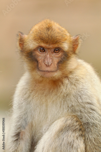 Barbary monkey portrait © Edwin Butter