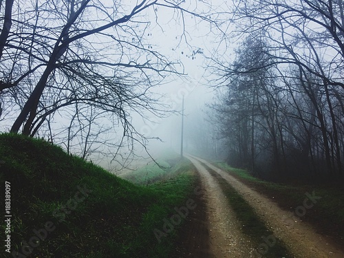 strada nel bosco nebbia