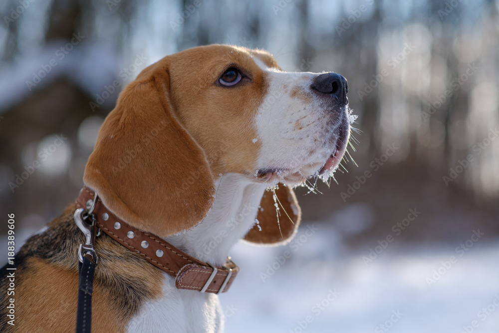 Beagle dog walking in the winter forest