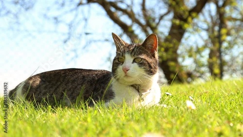 Cute kitten is lying on the grass enjoying the sunshine in spring