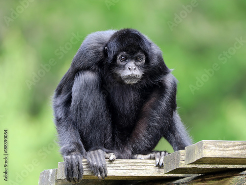 Black spider monkey photo