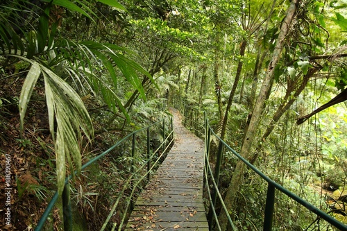 Jungle boardwalk  Brazil - Serra dos Orgaos