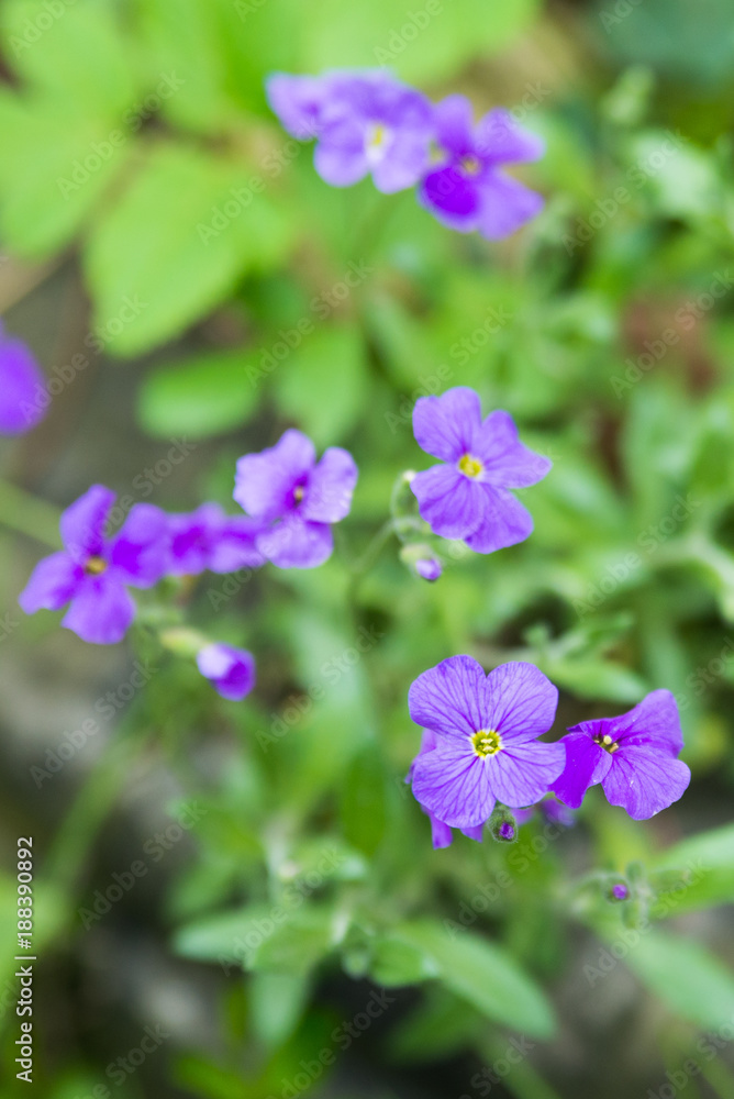 The first spring flowers blooming in the garden