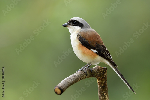 Bay-backed Shrike (Lanius vittatus) beautiful brown back grey head and white belly bird, member of family Laniidae lives in Asia found in migration period in Petchaburi Thailand