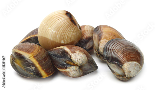 Clam on white background