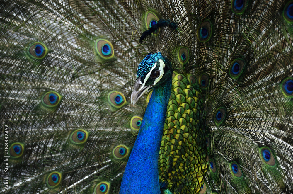 Obraz premium Head shot of Indian Peacock while presents his beautiful velvet tail feathers, exotic nature