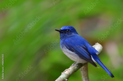 Hainan Blue Flycatcher (Cyornis hainanus) lovely blue and white with big eyes bird perching on a branch in forest, fascinated nature © prin79