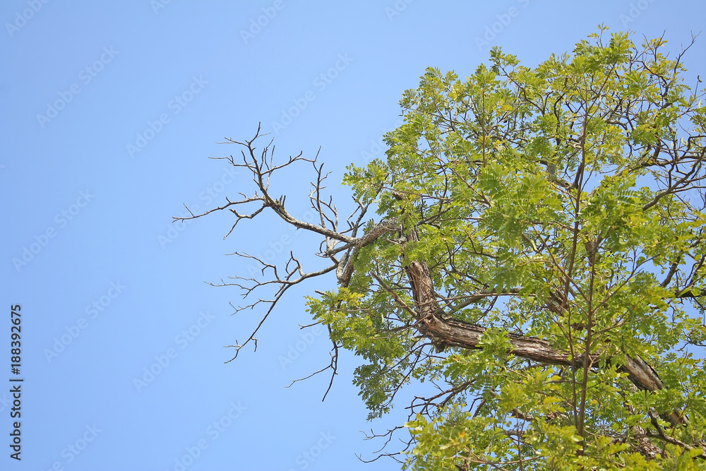 Rain tree branch on bright blue sky background Rain tree branch on bright blue sky background