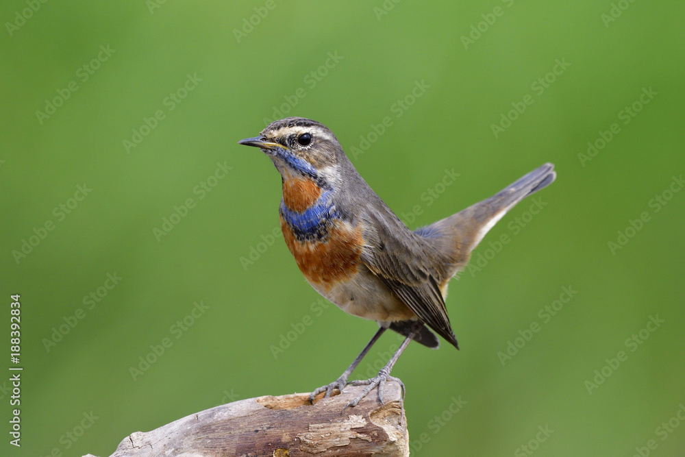 Male of Bluethroat (Luscinia svecica) beautiful slim brown bird with orange feathers on its neck perching on dried log with tail high wagging, amazed animal Male of Bluethroat (Luscinia svecica) beautiful slim brown bird with orange feathers on its neck perching on dried log with tail high wagging, amazed animal