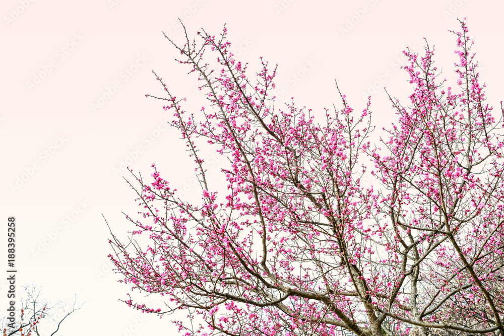 Plum Blossom in early spring. Located in Plum Blossom Hill, Nanjing, Jiangsu, China. Plum Blossom in early spring. Located in Plum Blossom Hill, Nanjing, Jiangsu, China.