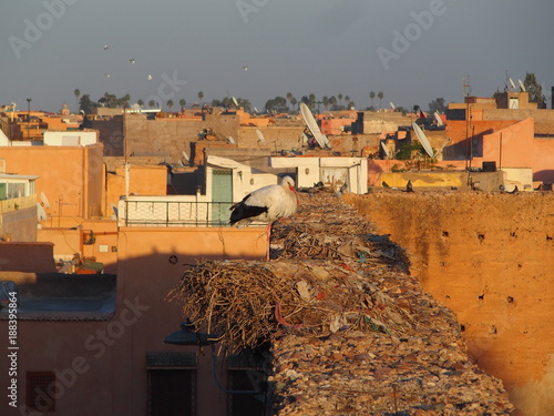 Guardian of the Rooftops photo