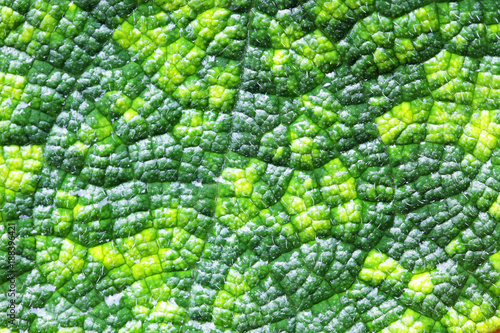 close up of green fresh leaf background