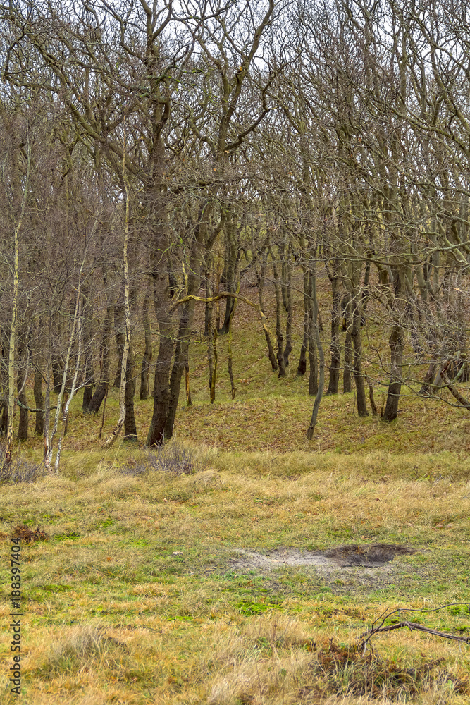 Obraz premium coastal forest scenery