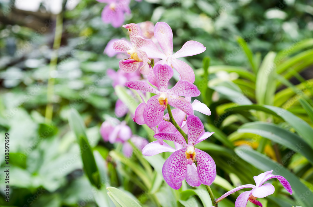 Orchid flower with blurred background Orchid flower with blurred background