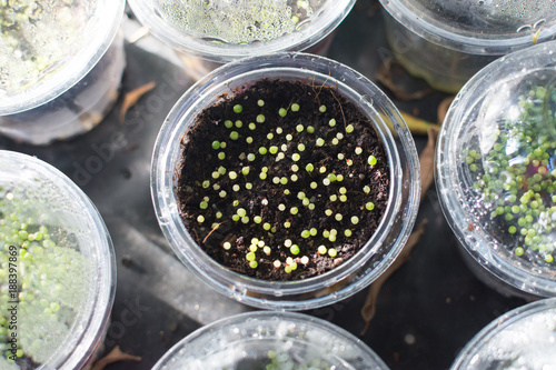 Cactus (Gymnocalycium) seedlings in Cup Cakes. Glowing cactus from seed. Closeup of Cactus. photo