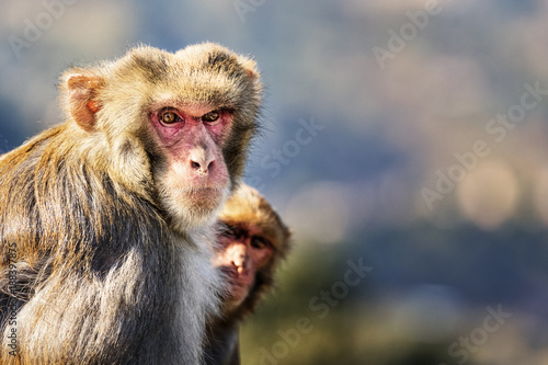 Rhesus Macaque, Swayambhunath, Kathmandu, Nepal © Ingo Bartussek