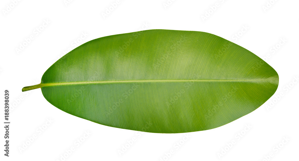 Fototapeta premium Green leaf tropical plant isolated on white background, clipping path included