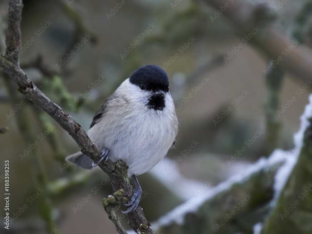 Obraz premium Marsh tit (Poecile palustris)