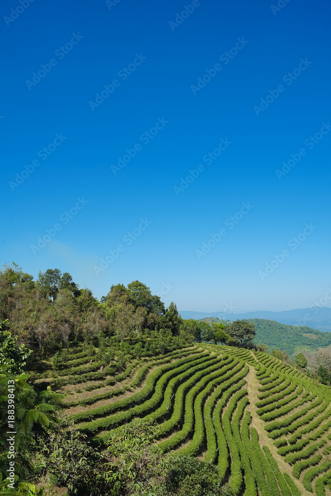 Tea plantation in Doi Mae Salong, Chiang Rai Thailand