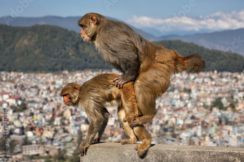 Rhesus Macaque, Swayambhunath, Kathmandu, Nepal