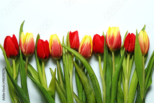 Multicolored spring tulips on a white background. Card (background) on the 8th of March #188399276