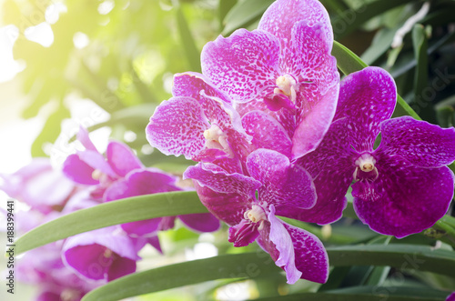 Orchid flower with blurred background