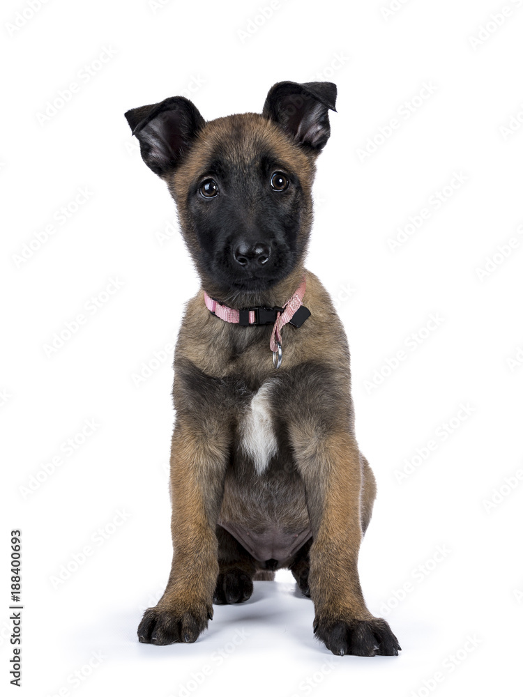 Belgian shepherd dog / puppy sitting facing front looking at camera isolated on white background Belgian shepherd dog / puppy sitting facing front looking at camera isolated on white background