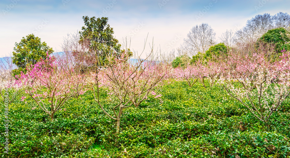 Yuhua tea plantation and Plum Blossom in early spring. Located in Plum Blossom Hill, Purple Mountain of Nanjing, Jiangsu, China.