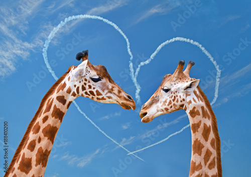 Canvas Print Couple of giraffes on backgrounds of sky with heart from clouds.