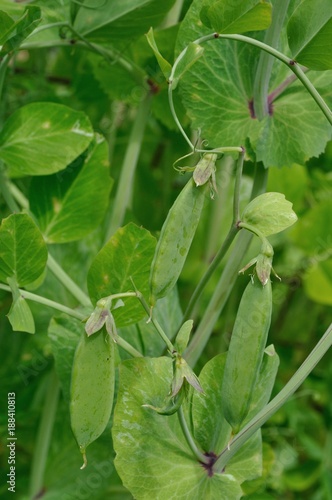 Wallpaper Mural Pea crop Torontodigital.ca