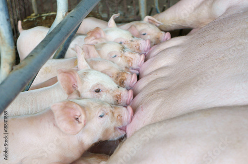 Fotografia Newborn piglets suck up the milk from breast in the farm