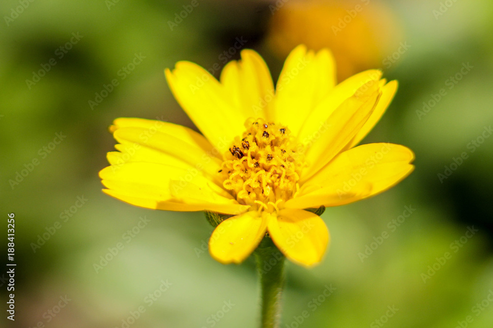 Field of spring flowers and perfect sunny day., marcro shot. Field of spring flowers and perfect sunny day., marcro shot.