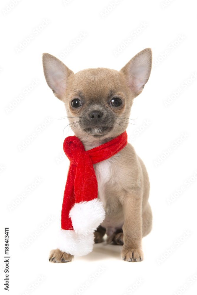 Cute sitting chihuahua puppy dog looking at camera wearing a red and white christmas scarf